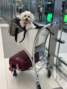 Yalla Pets Relocation Services LLC place picture