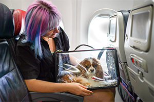 Pet Taxi Services Dubai