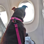 Pet Relocation Dubai to US