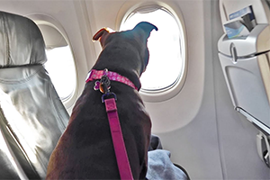 Pet Relocation Dubai to US