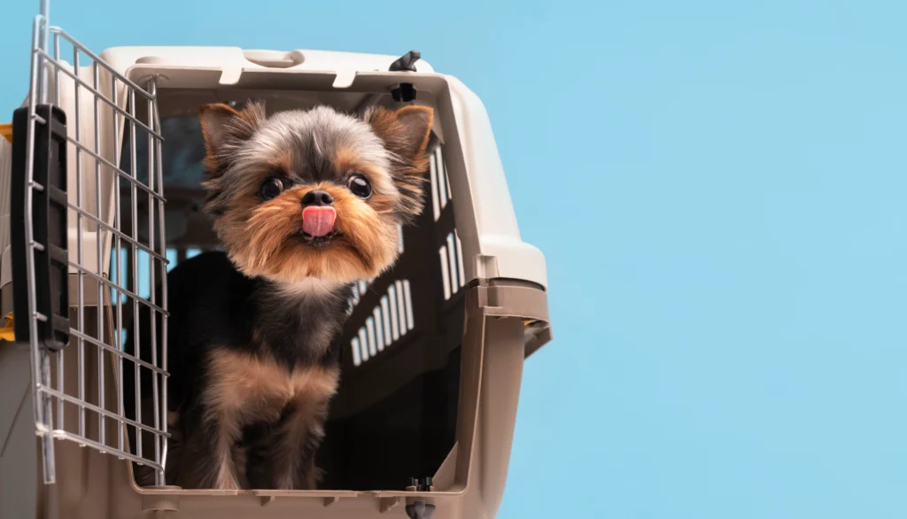 The Ultimate Guide to International Pet Relocation: Stress-Free Travel for Your Pets