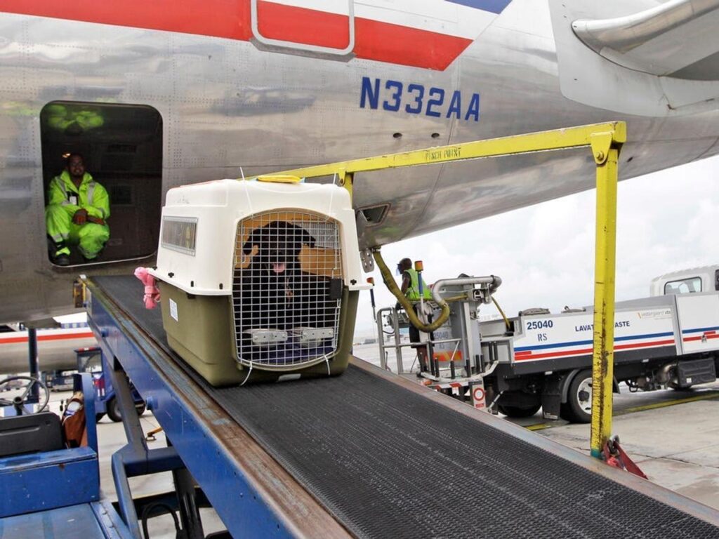 Need Safe Pet Relocation from UAE to Europe?