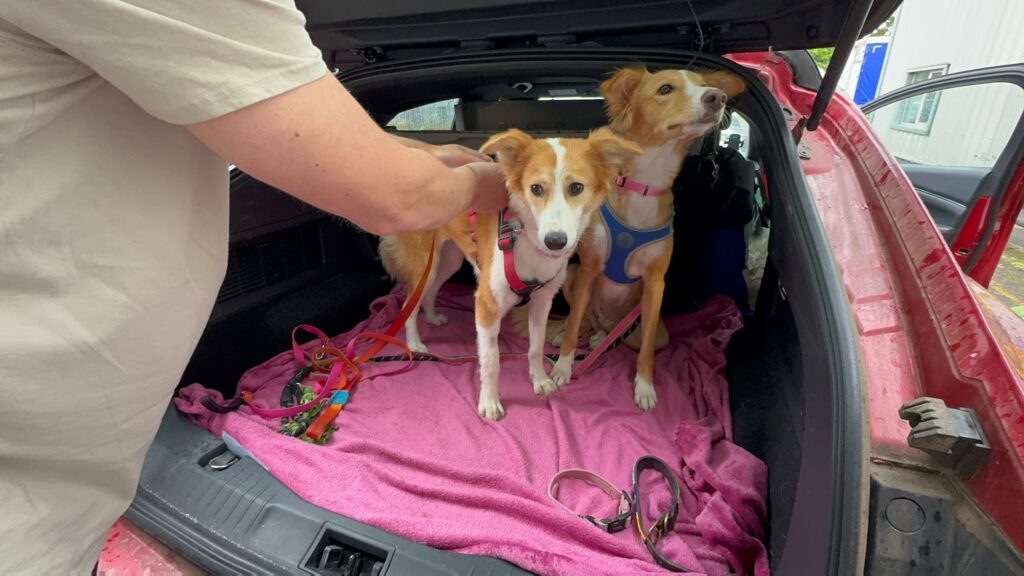 Pet Relocation To Canada From UAE: All You Need To Know