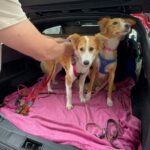 Pet Relocation To Canada
