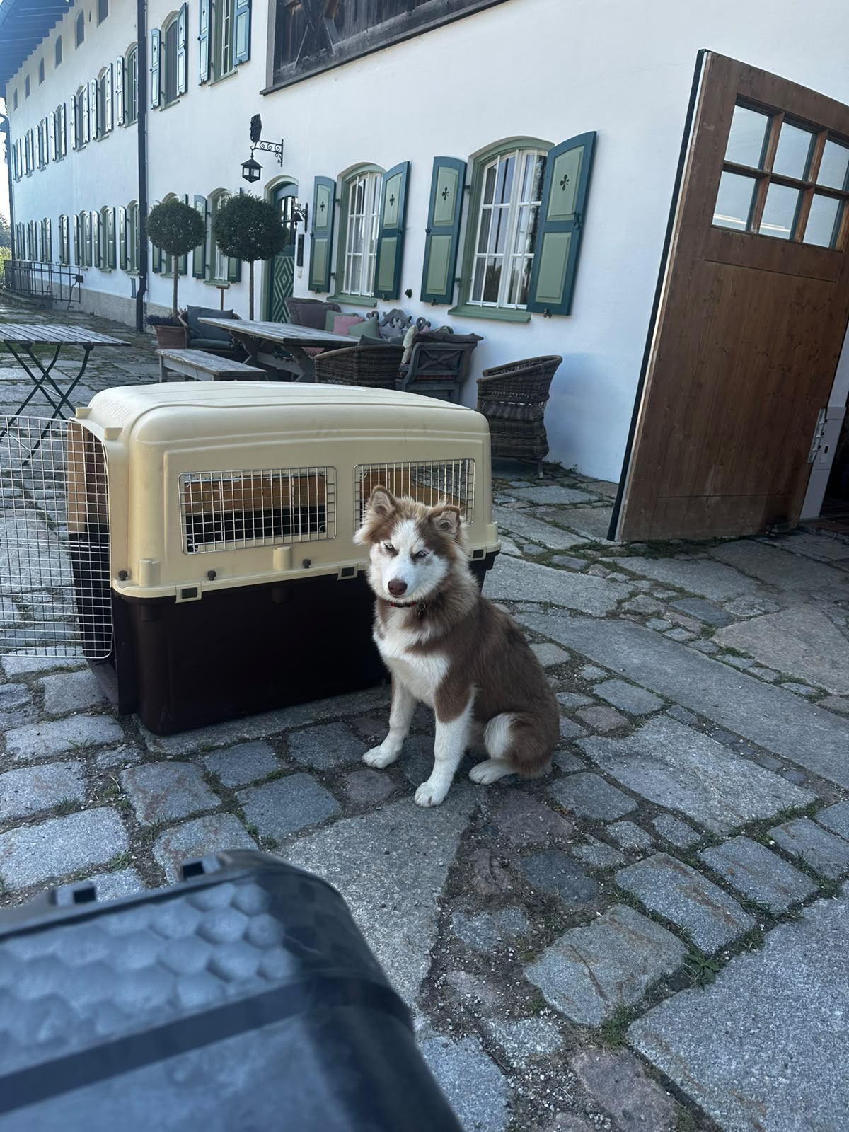 Pet Taxi